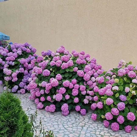 Guest house Mirada